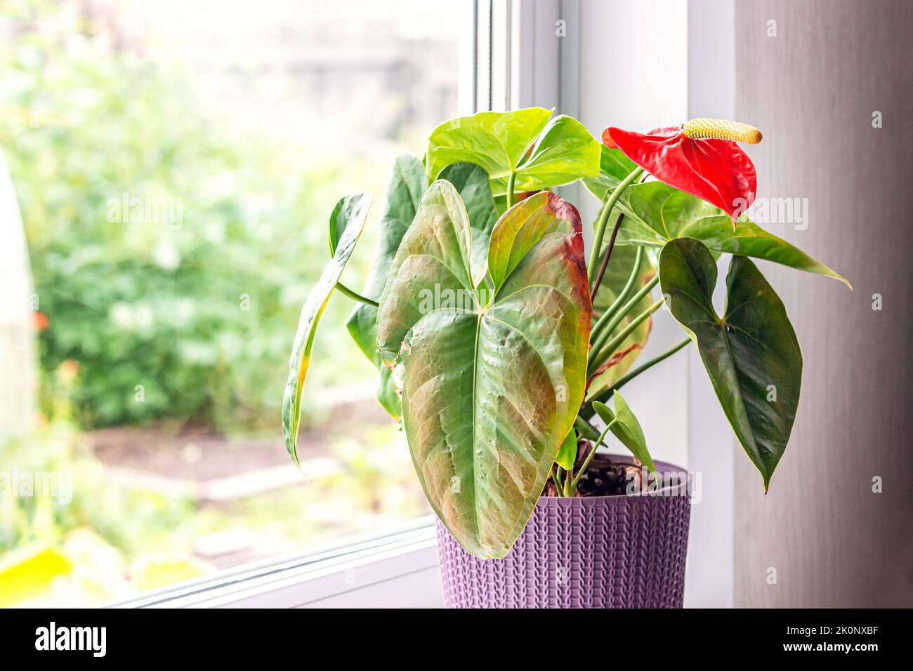 anthurium green crocodile Anthurium sp. 'Crocodile Fingers' 🦄 – The Plant Plug main image 0