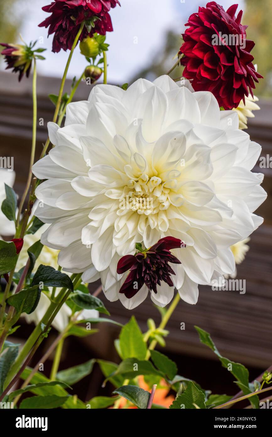 'White Perfection' formell Decorative Dahlia, Dekorativdahlia (Dahlia x Hortensis) Stockfoto