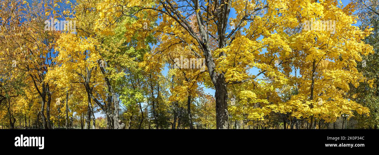 Wunderbare malerische Szene mit gelben bunten Bäumen auf dunkelblauem Himmel Hintergrund Stockfoto