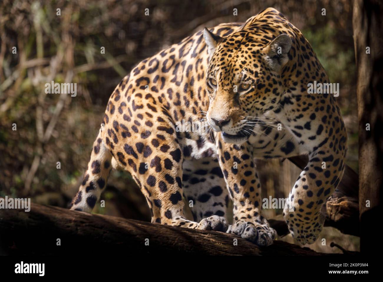 Jaguar Panthera onca majestätische Katze, Jagd in Pantanal, Brasilien Stockfoto