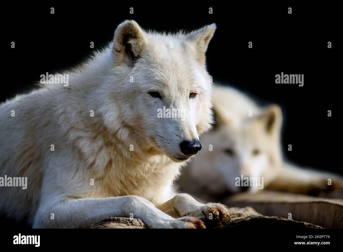 Nahaufnahme von zwei weißen arktischen Wölfen auf schwarzem Hintergrund. Gefahr Tier in der Natur Lebensraum Stockfoto