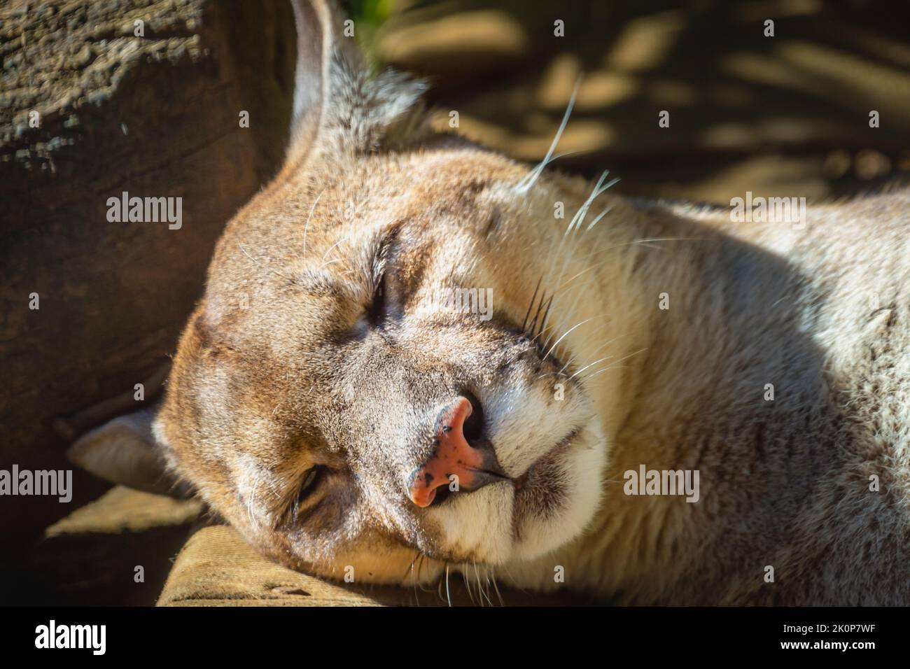 Panther, majestätische Katze schläft in Pantanal, Brasilien Stockfoto