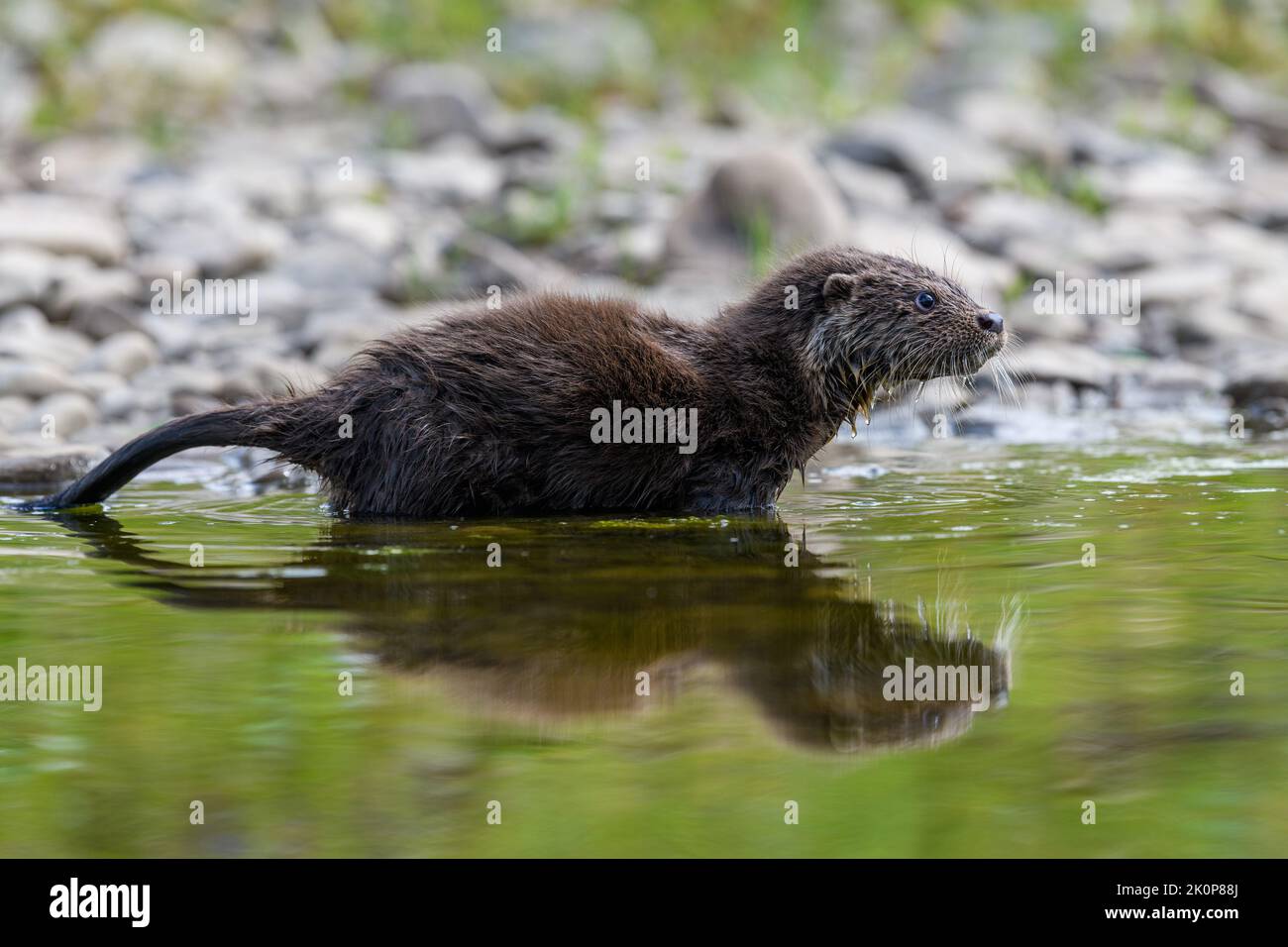 Lutra im natürlichen Lebensraum. Porträt des Wasserraubtieres. Tier aus dem Fluss. Wildtierszene Stockfoto