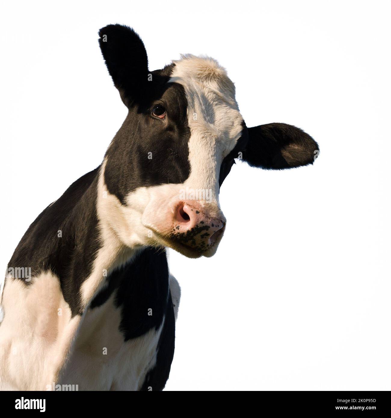 Schwarz-weiße Holstein-Kuh, auf weißem Hintergrund Stockfoto