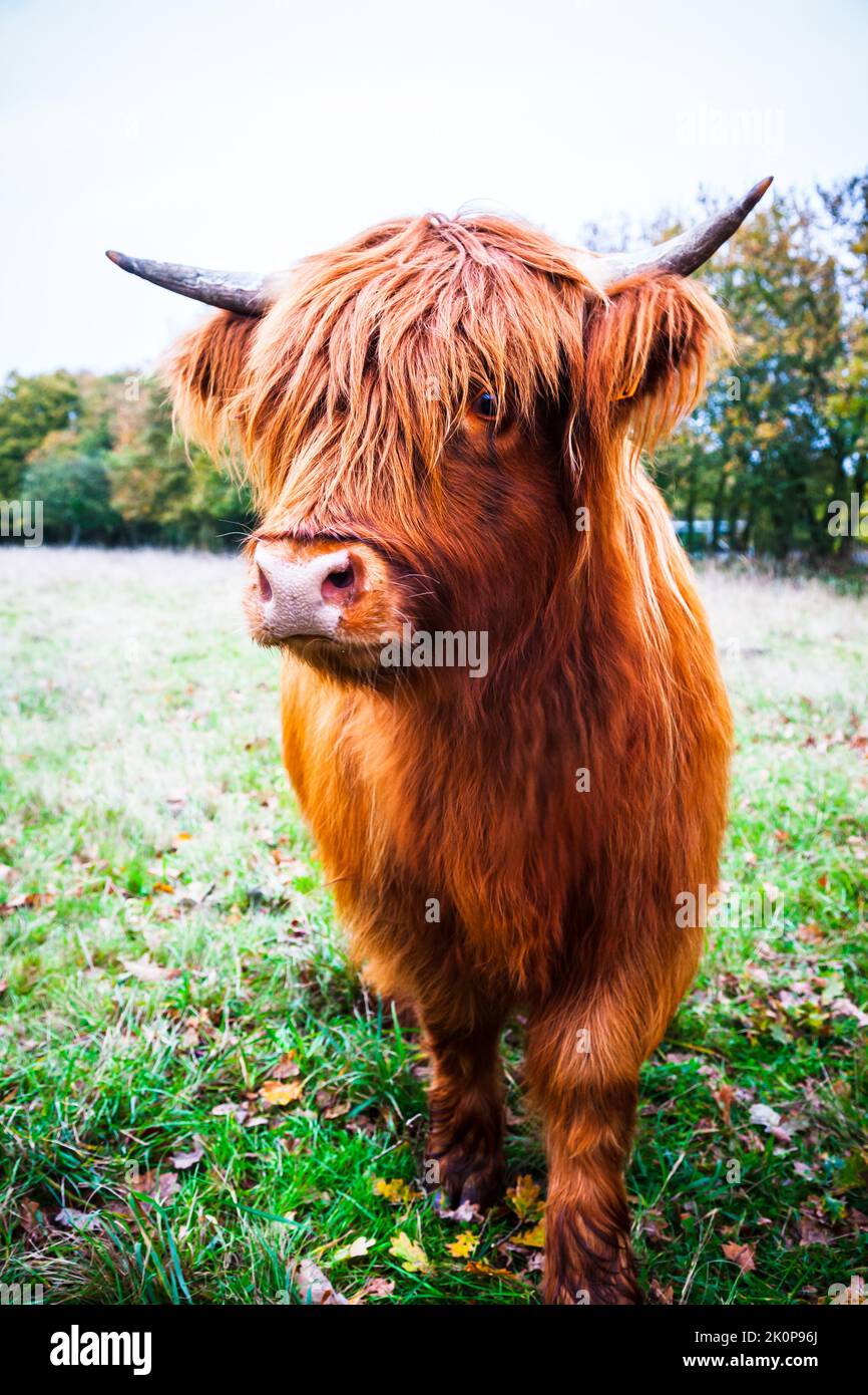 Porträt einer schottischen Highland-Kuh auf dem Feld Stockfoto