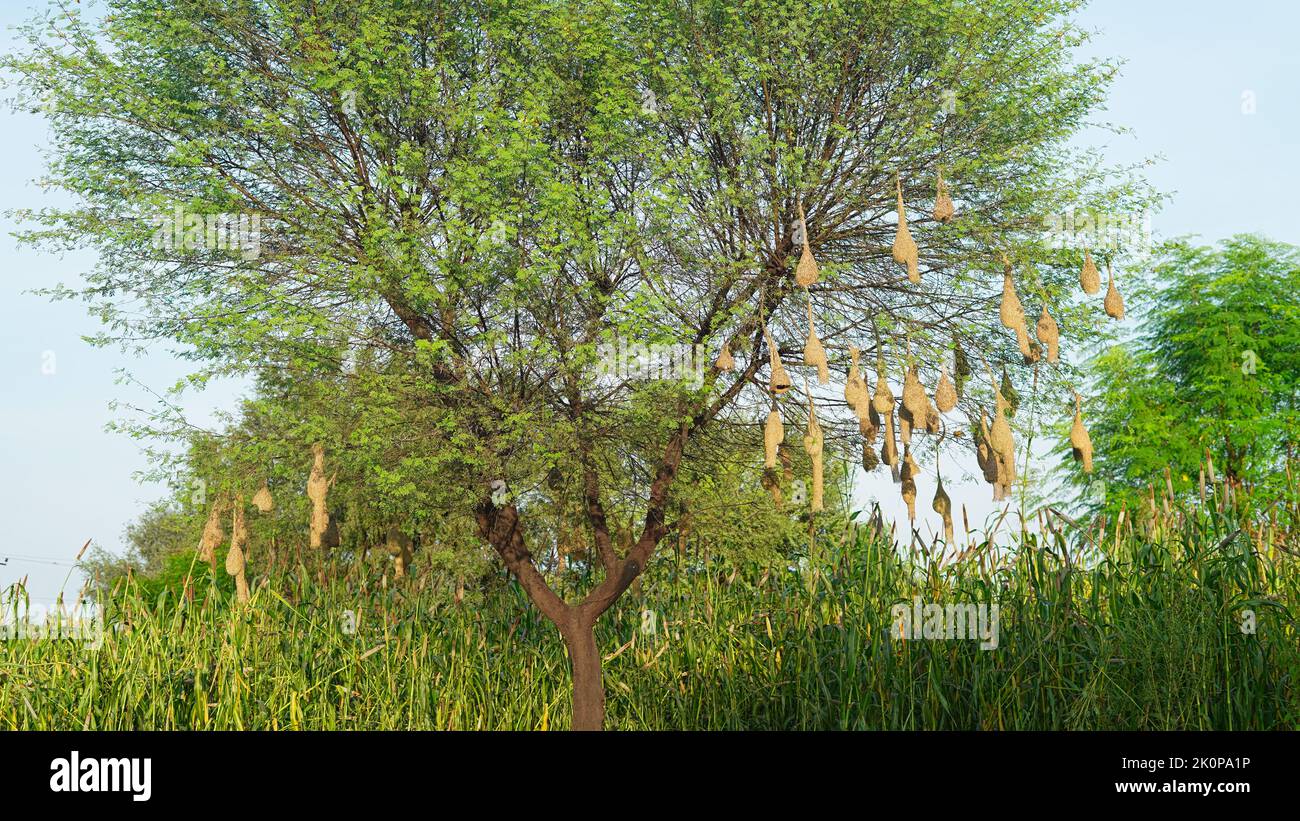 König der Nestkonstruktion. Baya Weaver oder Ploceus philippinus hängen an seinem neu fertiggestellten Nest. Stockfoto