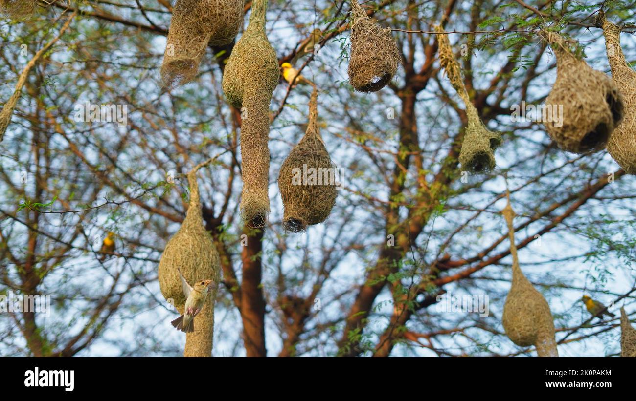 Baya Weaver sind am besten für ihre hängenden retortförmigen Nester bekannt, die aus Blättern gewebt wurden. Stockfoto