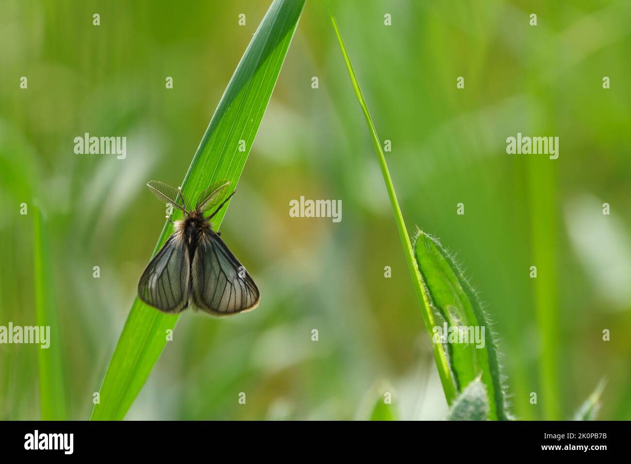 Kleine schwarze Motte mit haarigen Flügeln, seltener Mottentyp in Europa. Stockfoto