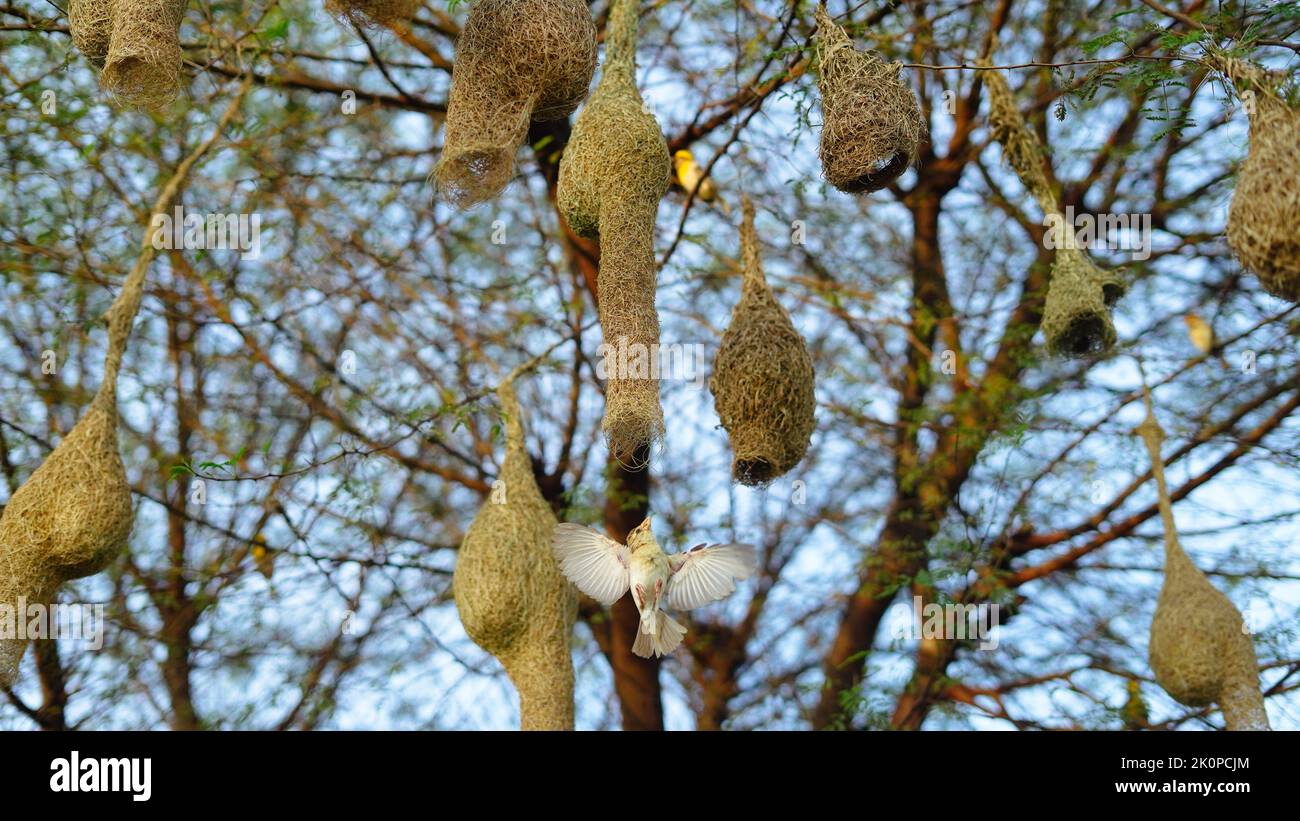 Baya Weaver sind am besten für ihre hängenden retortförmigen Nester bekannt, die aus Blättern gewebt wurden. Stockfoto