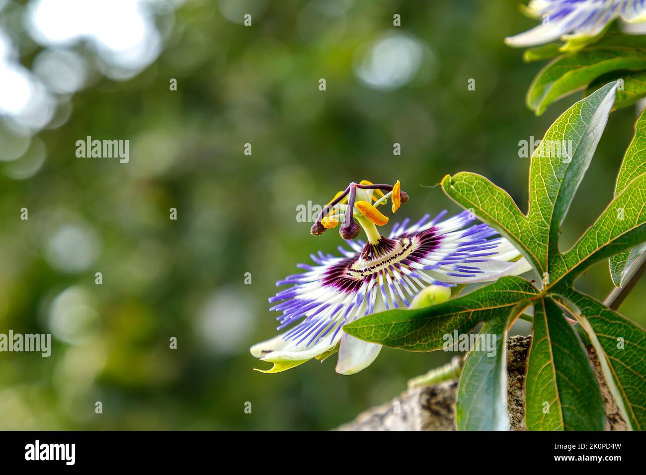 Eine Nahaufnahme der Passionsblume, eine besondere Blume, die für ein paar Tage blüht. Passiflora Stockfoto