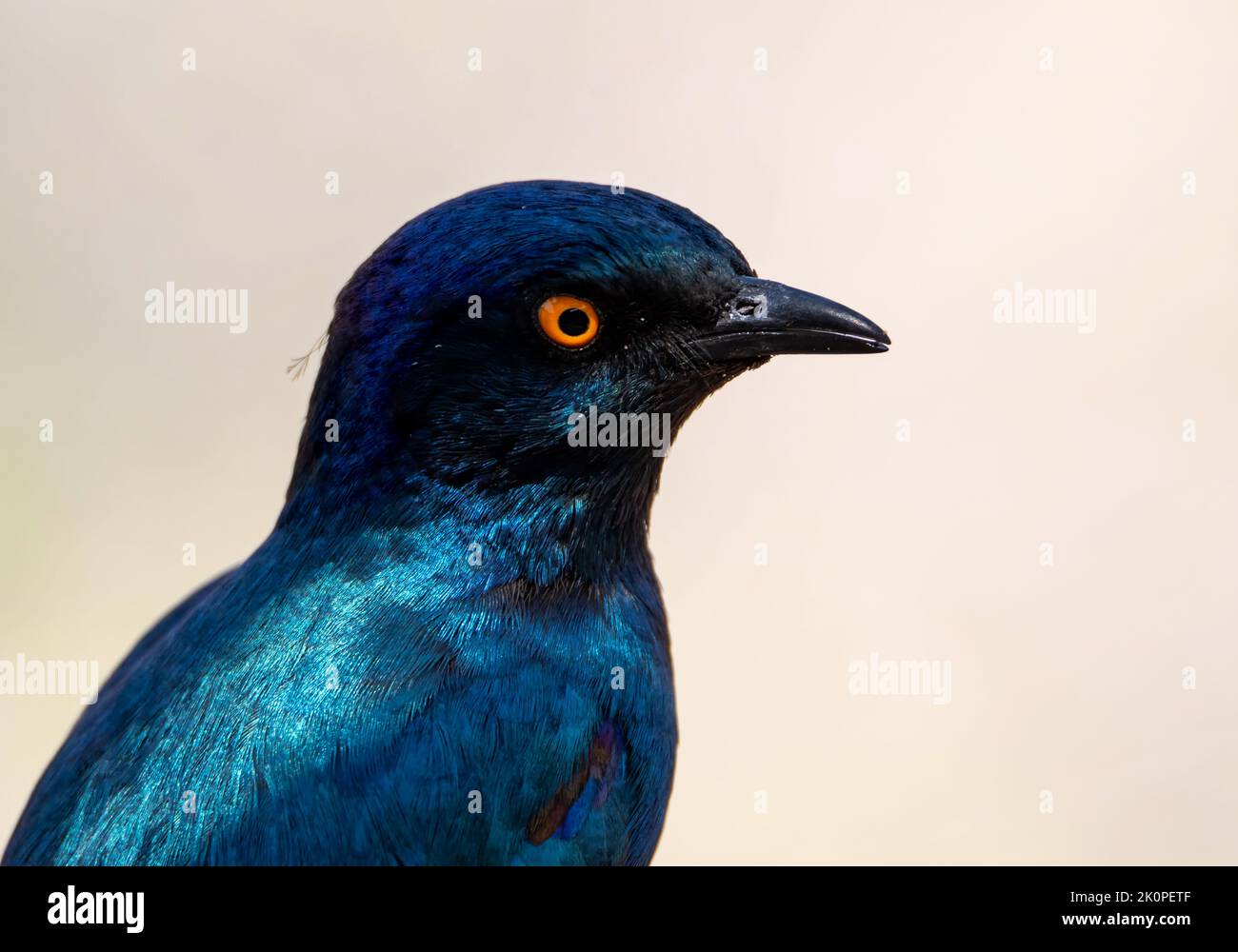 Ein glänzender Star in der Savanne von Kalahari Stockfoto