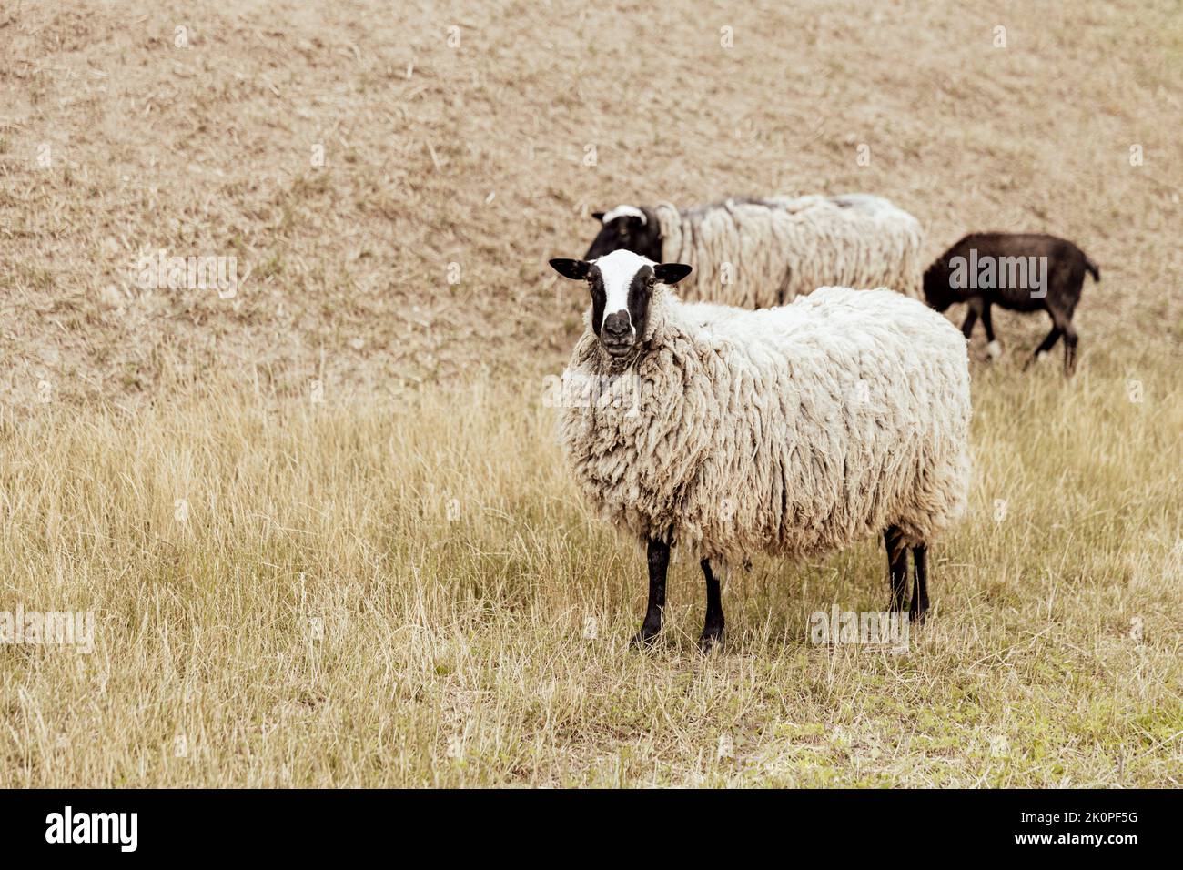Gruppe von Suffolk britischen Schafen in der Farm auf einer Weide auf dem Feld. Portrait von Schafen, die die Kamera betrachten und als Model posieren. Schwarz-weiße Schafe. Hochwertige Fotos Stockfoto