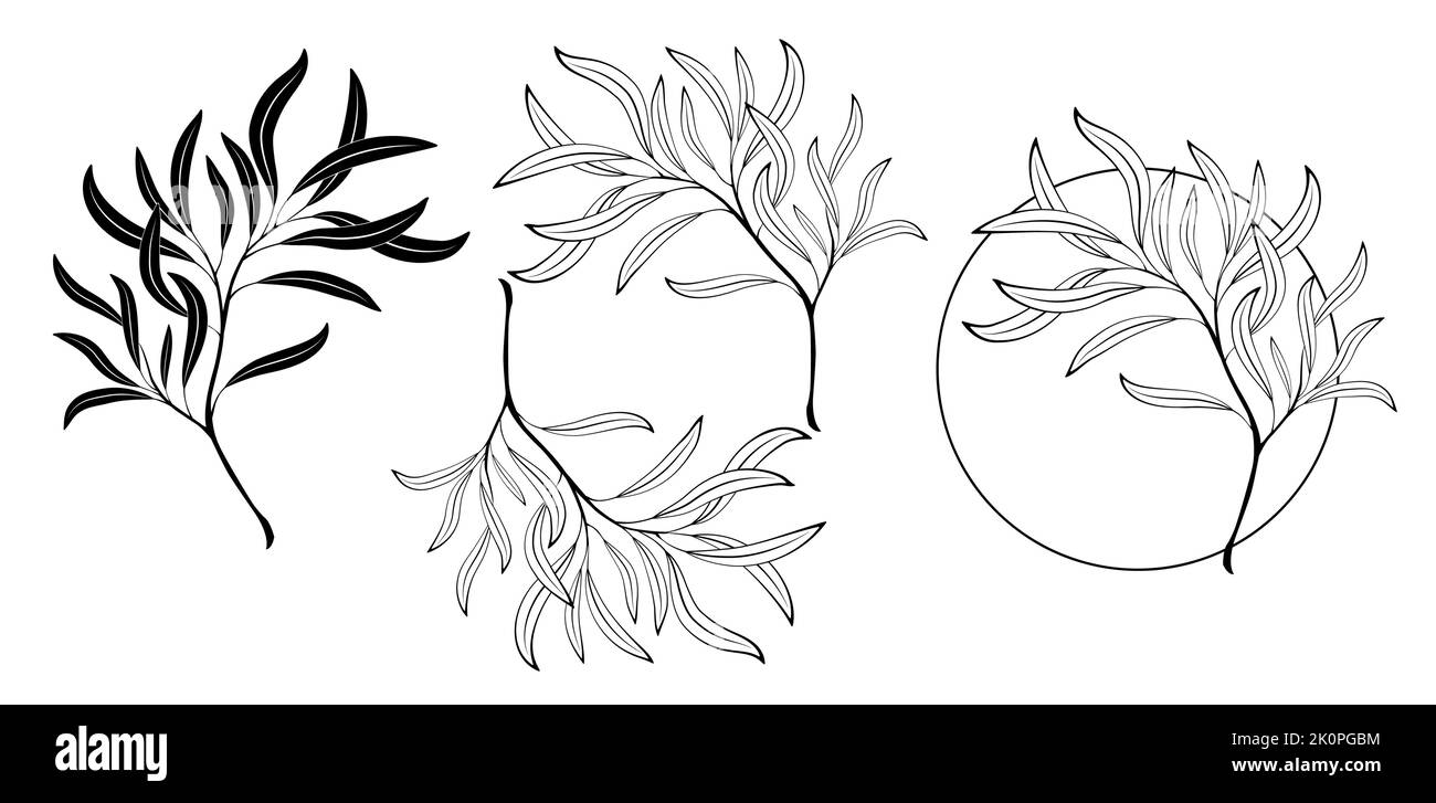 Set aus Kontur, schwarz, Silhouette, kunstvoll gezeichneten Weidenzweigen und rundem Monogramm mit Weidenzweig auf weißem Grund. Cottagecore. Kontur an Stock Vektor