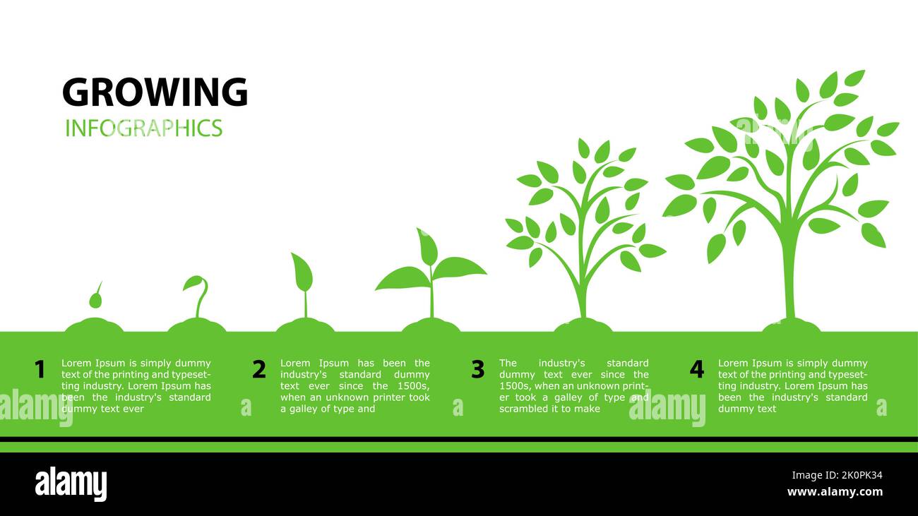 Infografik wachsender Baum. Stufen des Pflanzenwachstums vom grünen Blatt bis zum erwachsenen Baum. Vektor-Illustrationen mit Phasen Pflanzenwachstum. Flacher Style. Concep Stock Vektor