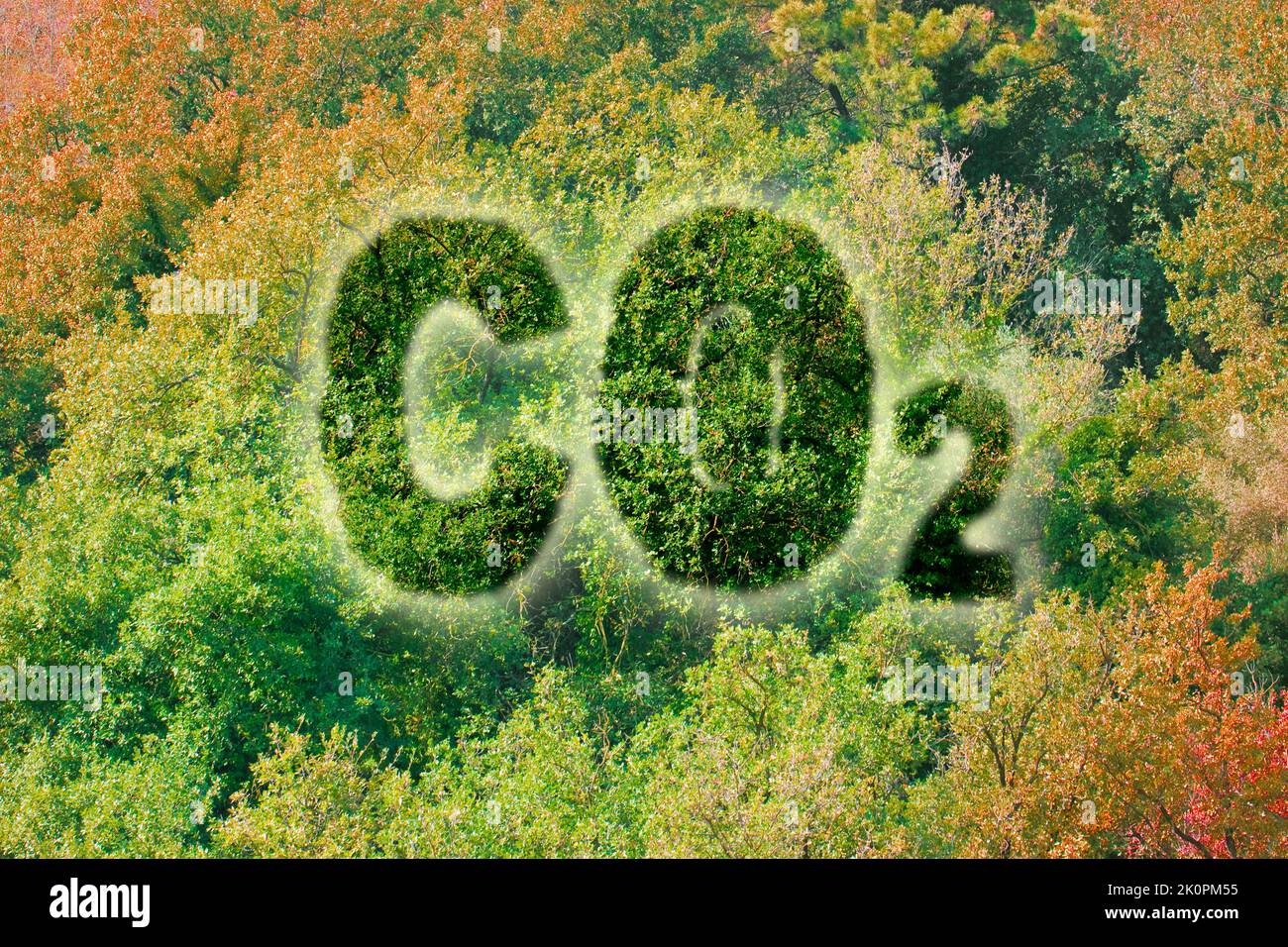 Pflanzen mehr Bäume reduzieren die Menge von CO2 - Konzept mit CO2 Text gegen Wald Stockfoto