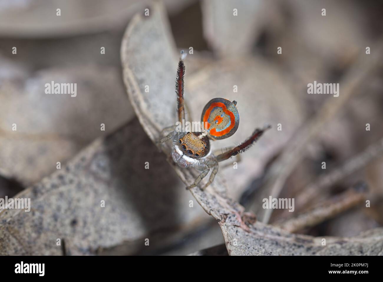 Pfauenspinne (Maratus pavonis) in seinen Zuchtfarben. Stockfoto