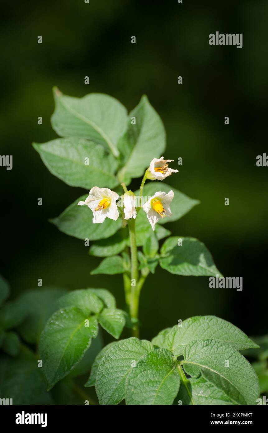 Solanum tuberosum, die Blumen und die Blätter der Kartoffelpflanze, die im Garten wächst Stockfoto