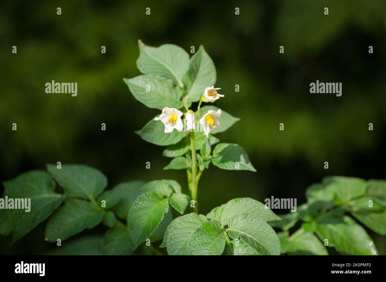 Solanum tuberosum, die Blumen und die Blätter der Kartoffelpflanze, die im Garten wächst Stockfoto