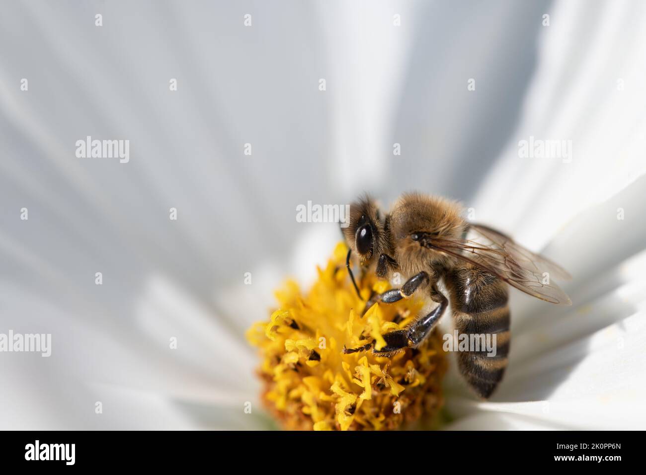 Nahaufnahme einer Honigbiene, die auf gelbem Pollen inmitten einer weißen Blume sitzt. Die Biene sucht Nahrung. Der Hintergrund ist weiß. Stockfoto