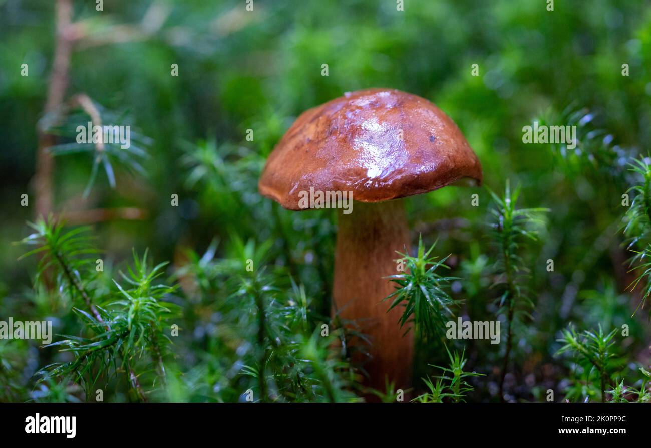 Kastanie isoliert im Wald auf einem moosigen Boden Stockfoto
