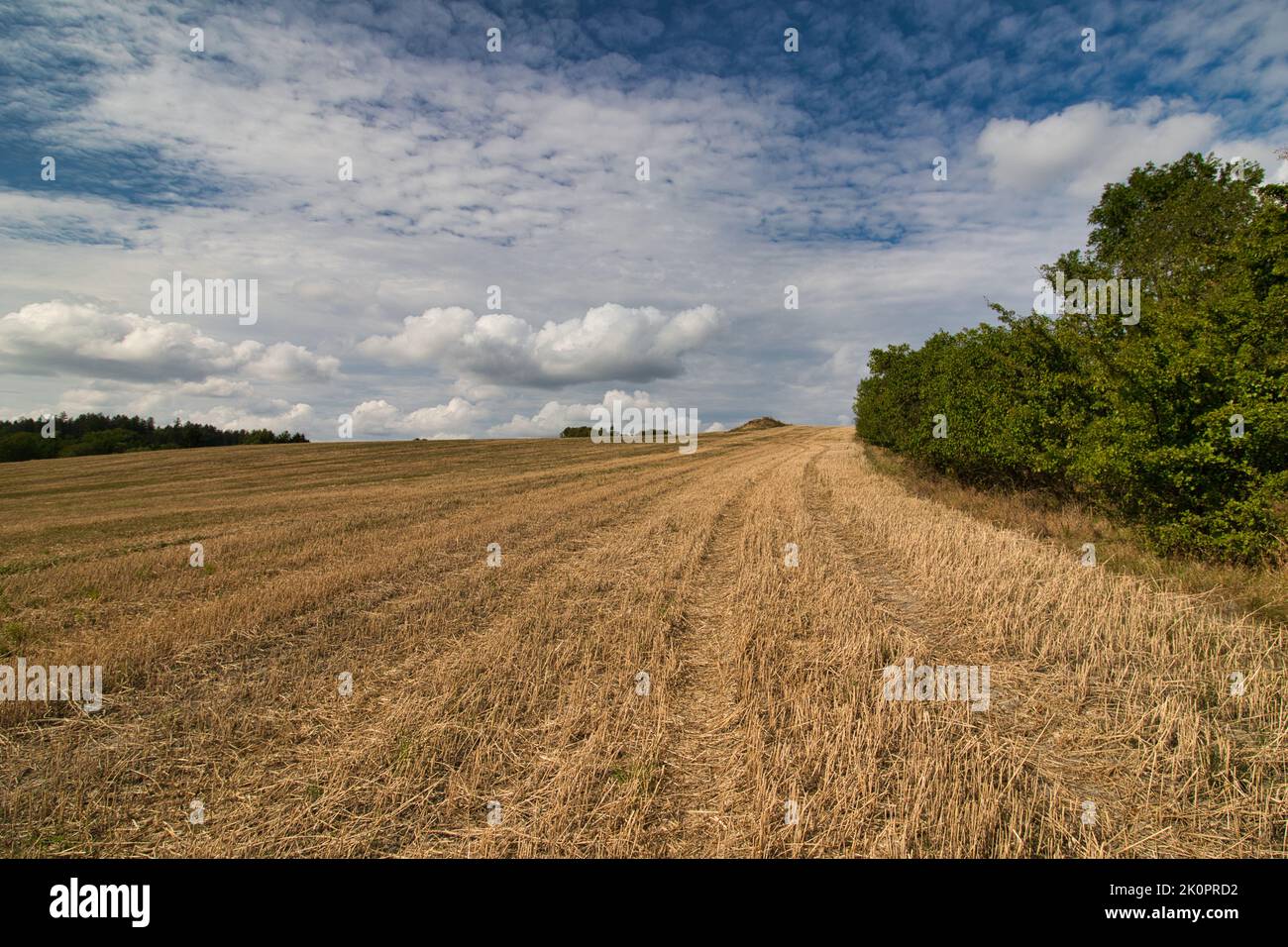 Ein Stoppelfeld, am letzten Sommertag unter weißen Wolken. Stockfoto