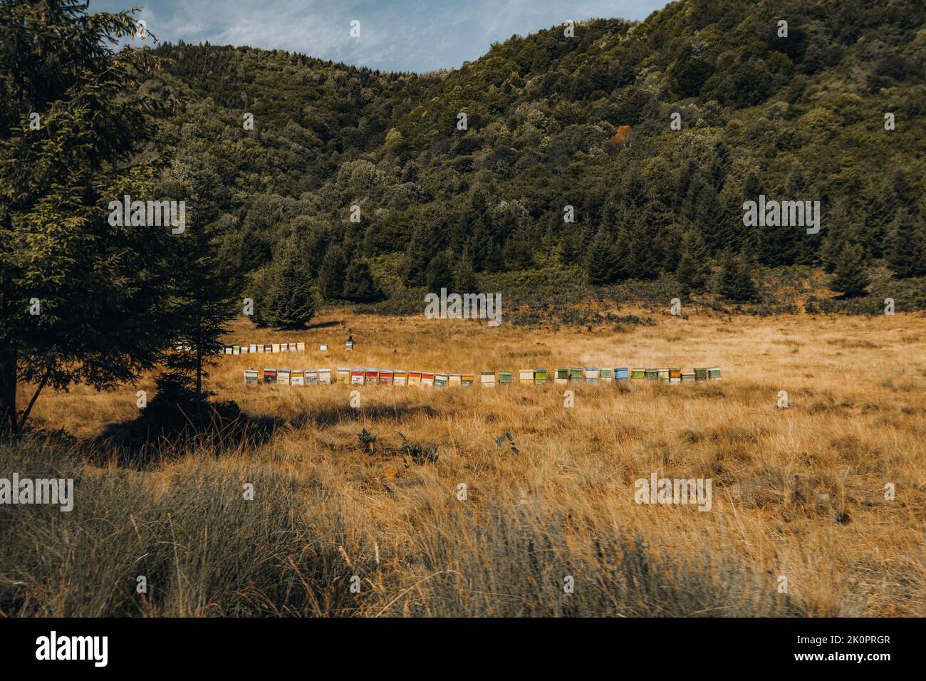 Berglandschaft. Bunte Bienenstöcke auf einer Wiese in den Karpaten. Stockfoto