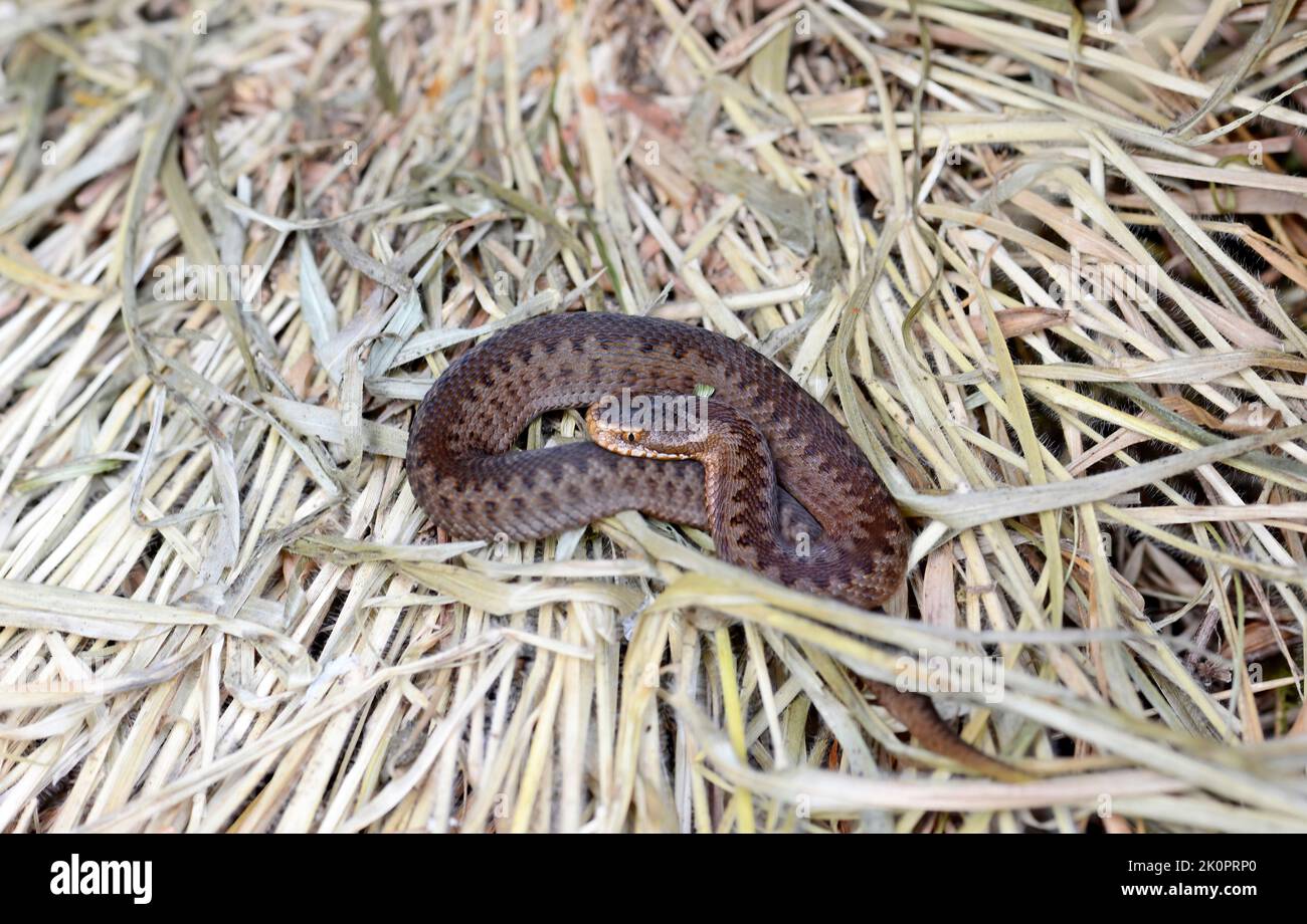 Junge Adder (Vipera berus). Jungtiere haben eine ähnliche Färbung wie Erwachsene Weibchen Stockfoto