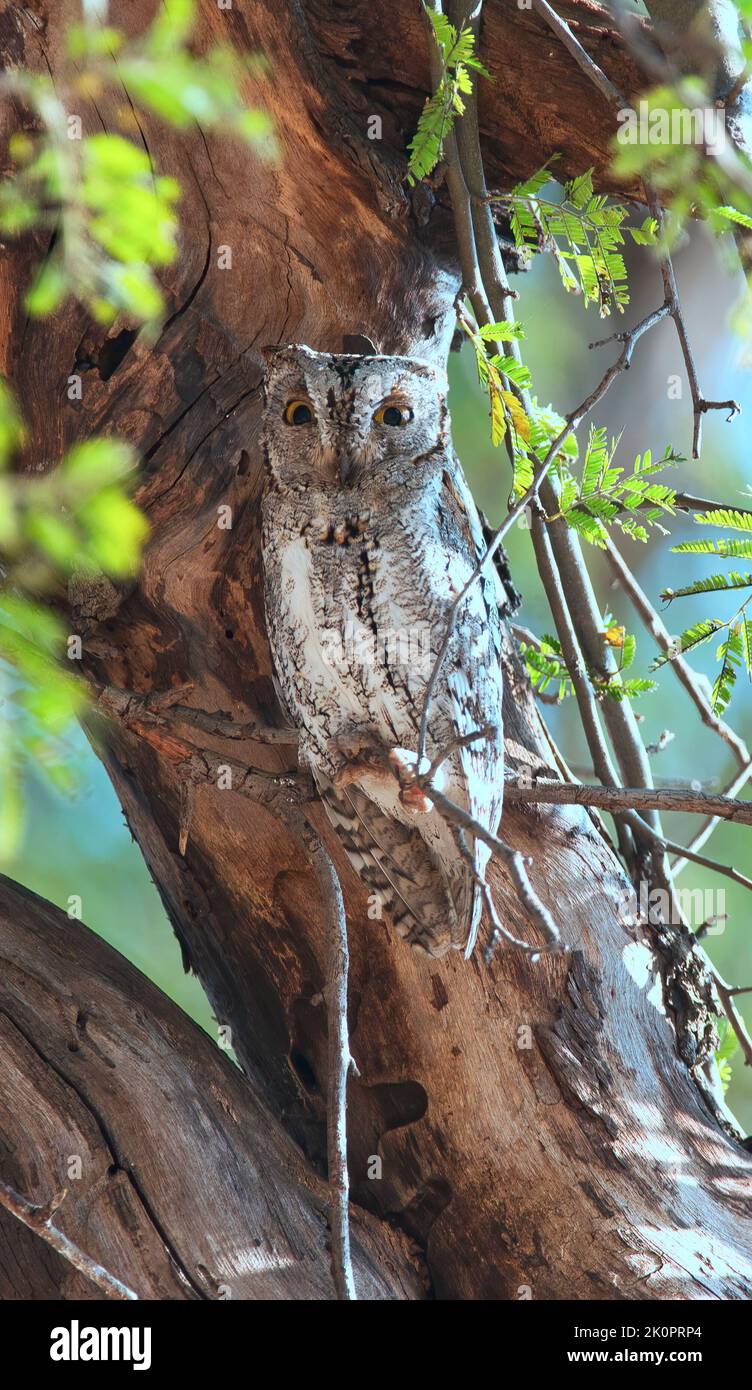 Die afrikanische Scheule (Otus senegalensis) brüllt tagsüber in einem Baum Stockfoto