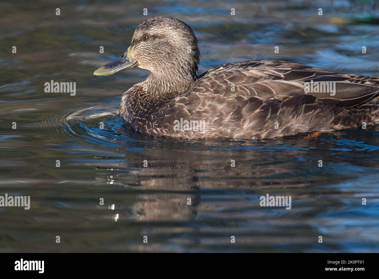 Nahaufnahme einer amerikanischen schwarzen Ente auf einem Teich in NY Stockfoto