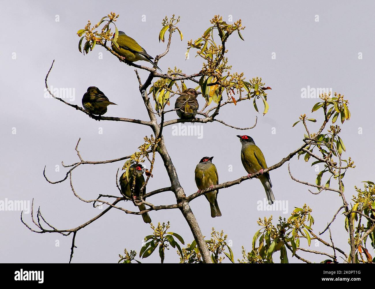 Schar australasiatischer Figurenvögel, Sphecotheres vieeilloti, die auf einem Avocado-Baum (Persea americana) im Obstgarten von Queensland stehen. Männchen haben rote Augen. Stockfoto