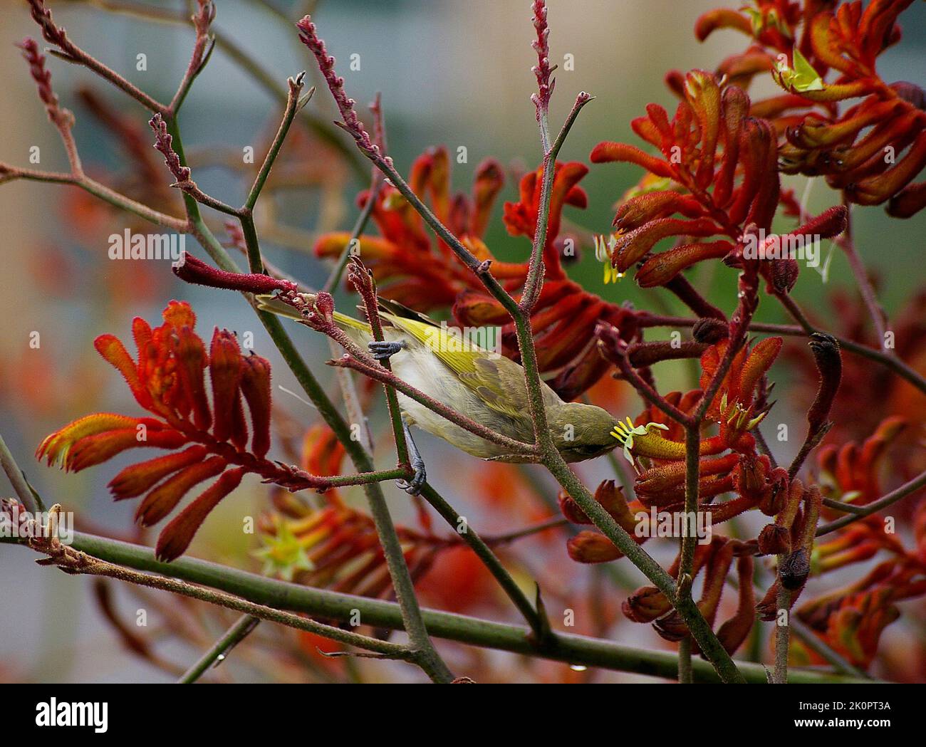 Australischer Honigfresser, Lichmera indistincta, nährt sich im Garten von Queensland mit Nektar von roten Kängurupfoten, Anigozanthos. Stockfoto