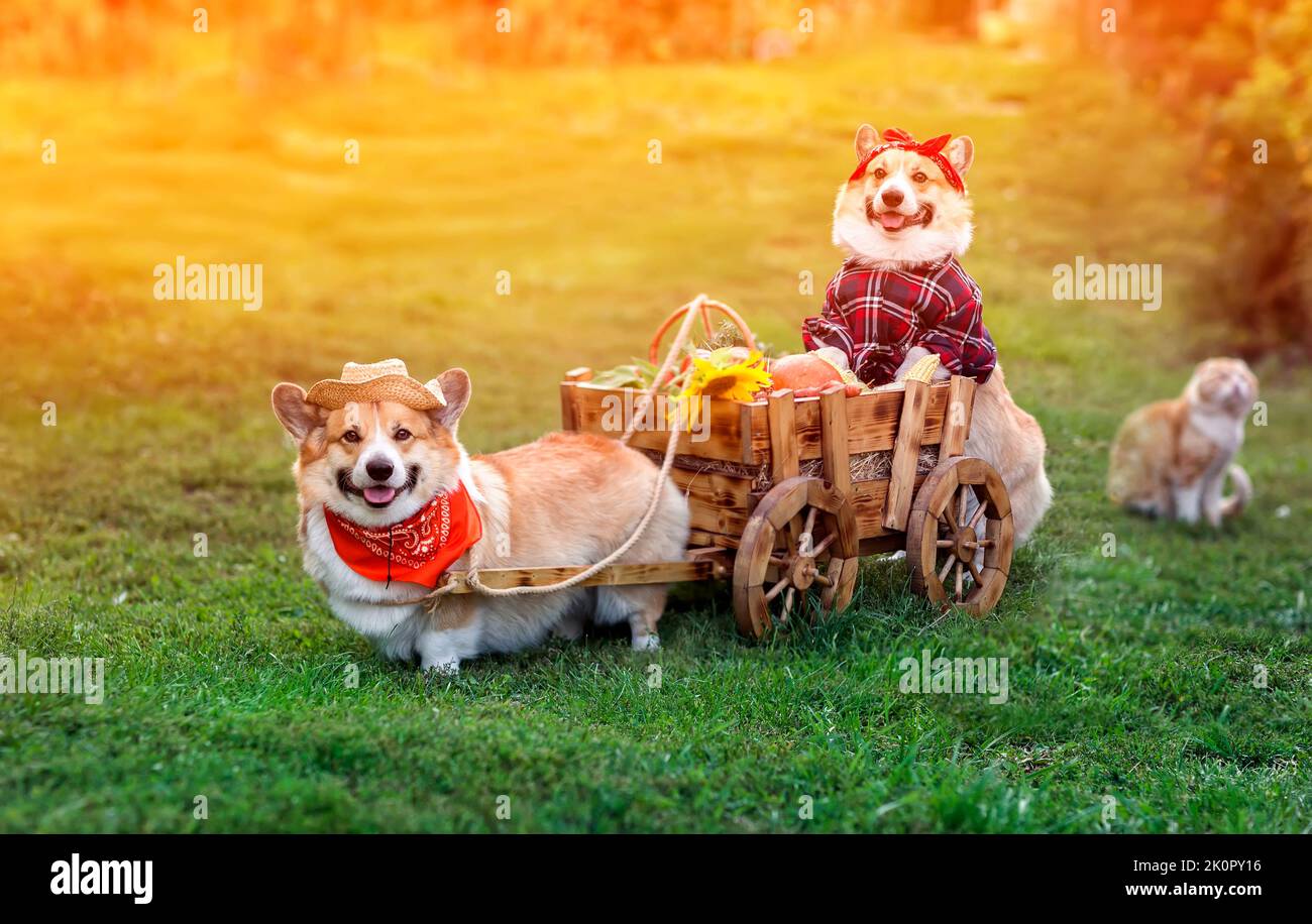 Zwei lustige Corgi-Farmer-Hunde im Garten fahren einen Holzkarren mit Gemüse, das im Garten gesammelt wird Stockfoto