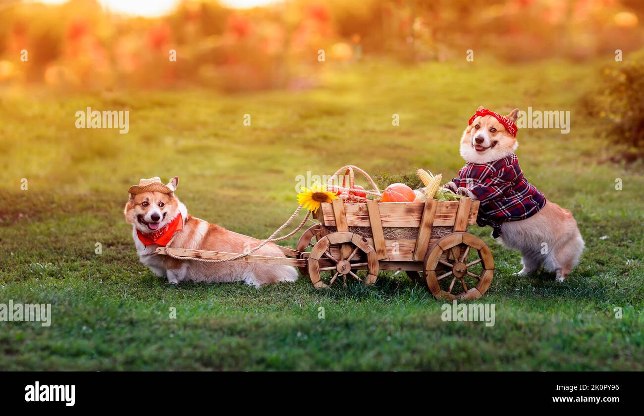 Zwei lustige Corgi-Hunde fahren einen Wagen mit Gemüse, das im Herbstgarten auf dem Bauernhof geerntet wird Stockfoto