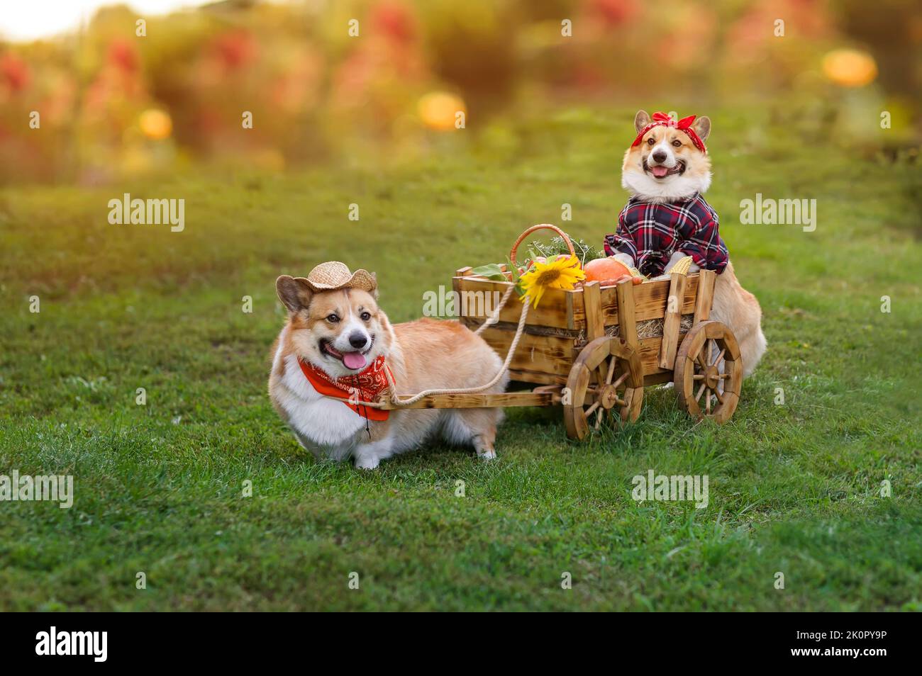 Zwei lustige Corgi-Hunde fahren einen Wagen mit Gemüse, das im Garten auf der Farm gesammelt wird Stockfoto