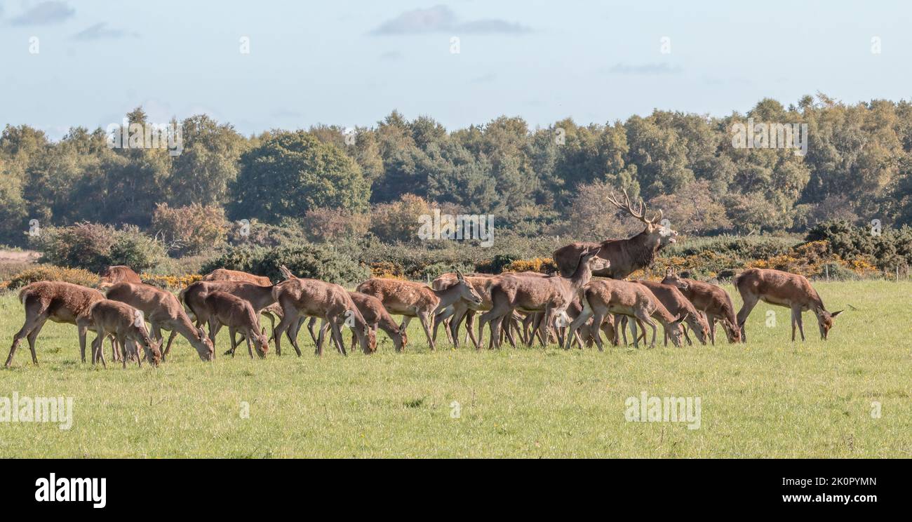 Eine große Herde von zwanzig Rothirschen (Cervus elaphus) mit einem dominanten Hirsch, der auf den Suffolk Coastal Sümpfen in Minsmere grast. VEREINIGTES KÖNIGREICH Stockfoto