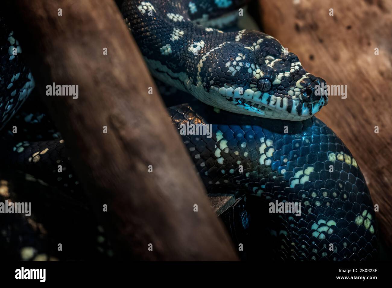 Diamantteppich Python (Morelia spilota spilota), der sich zwischen Baumstämmen ausruht. Queensland Australien Stockfoto