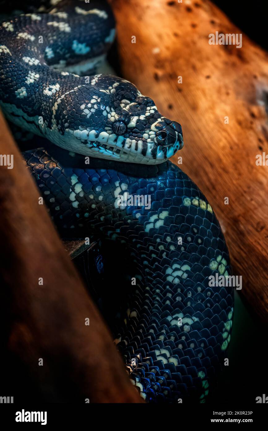 Diamantteppich Python (Morelia spilota spilota), der sich zwischen Baumstämmen ausruht. Queensland Australien Stockfoto