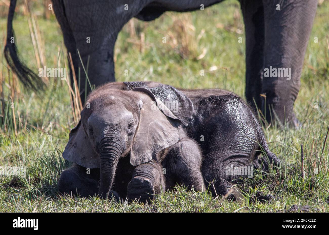 Zwei Elefantenkälber spielen in einem Schlammloch in freier Wildbahn Stockfoto
