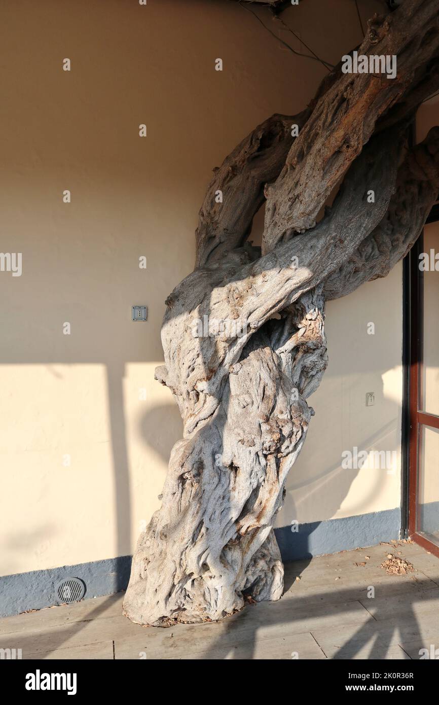 Capri - Tronco d'albero del Ristorante i Faraglioni in der Via Camerelle Stockfoto