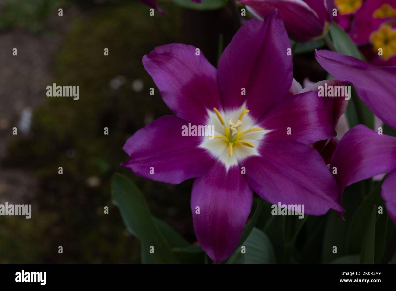 Lila Blume vor dunkelgrünem Hintergrund Stockfoto