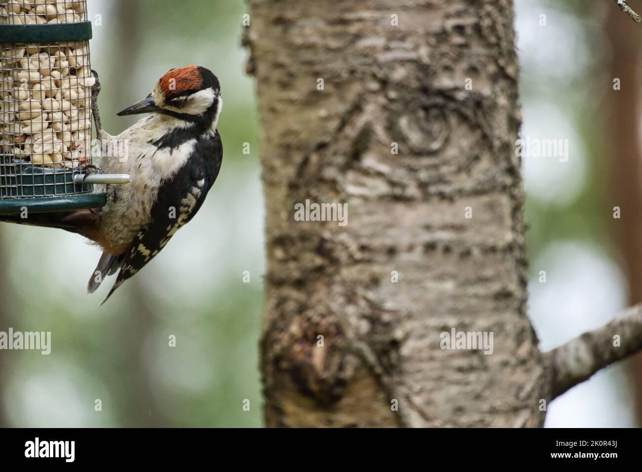 Buntspecht auf der Waldsuche auf einem Baum mit verschwommenem Hintergrund. Tier aus der Natur geschossen Stockfoto