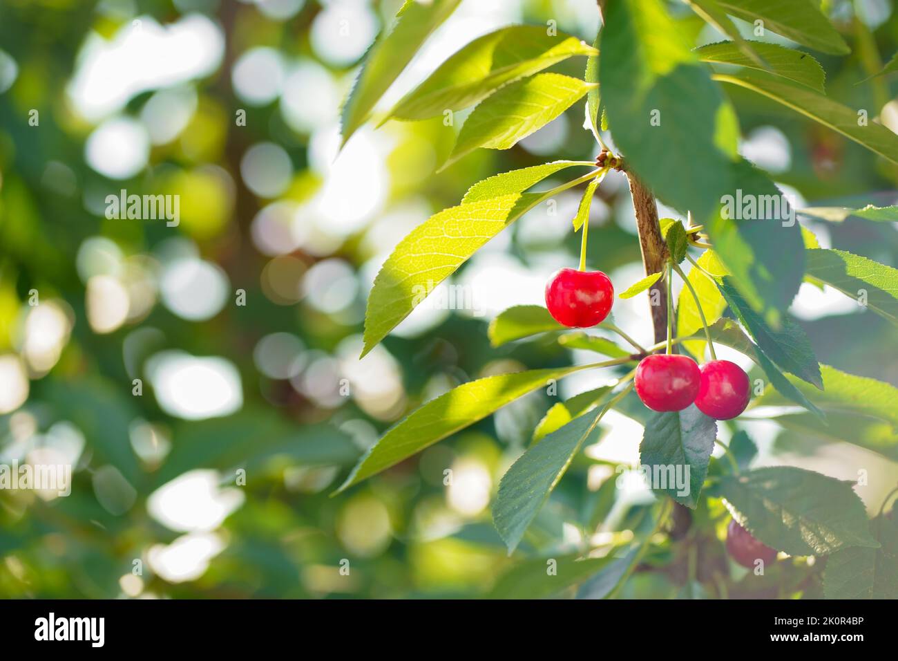 Rote Kirschen in den Bäumen des traditionellen Obstgartens. Stockfoto