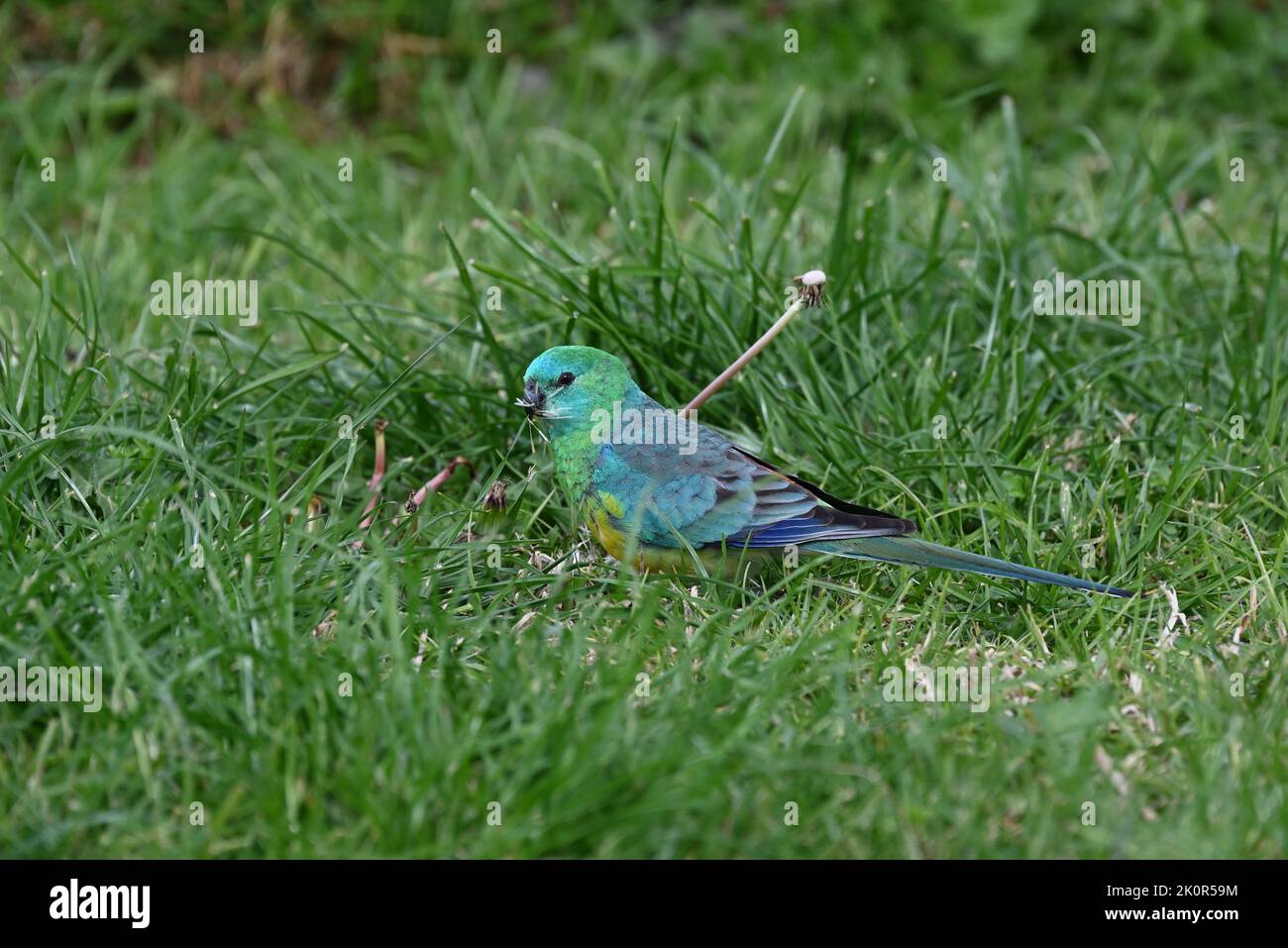Seitenansicht eines gut getarnten Papageien mit roten Rümmeln, der in einer leuchtend grünen Grasfläche steht und eine Ansammlung von Grassamen im Schnabel hält Stockfoto