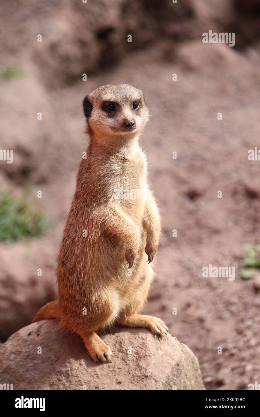 Wachsames Erdmännchen steht auf einem Stein im Wildpark. Stockfoto