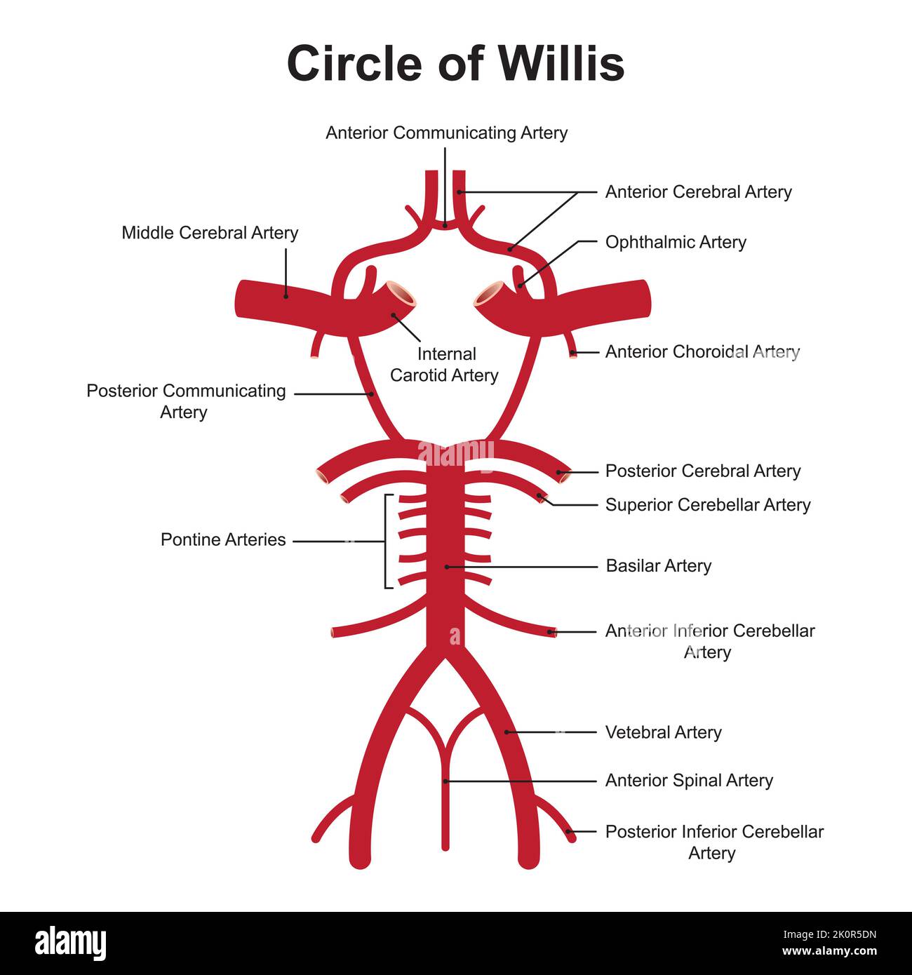 Wissenschaftliche Gestaltung der Willis Circle Struktur. Die zirkulatorische Anastomose, die dem Gehirn Blut liefert. Bunte Symbole. Vektorgrafik. Stock Vektor