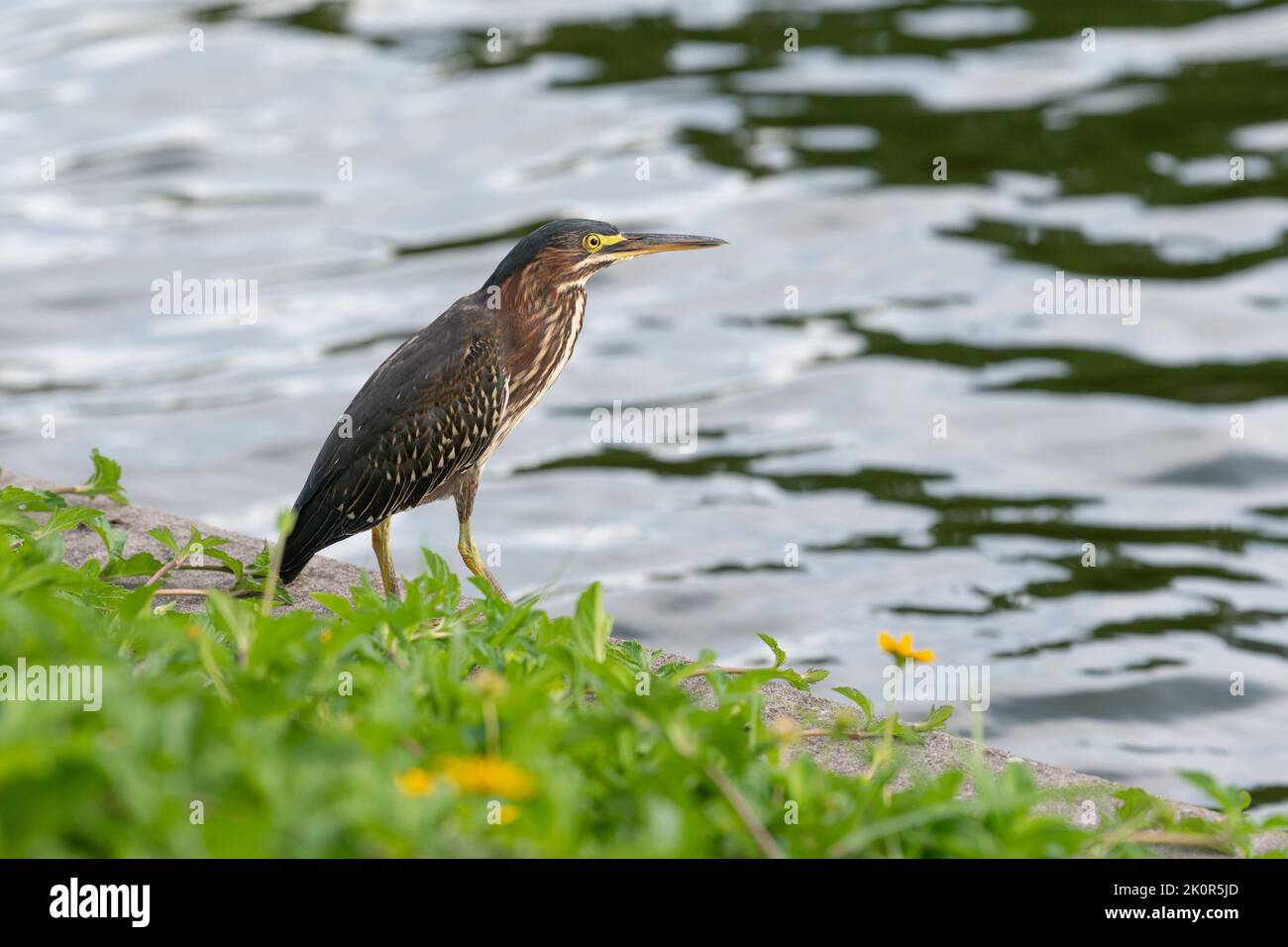 Ein Vogel neben gelben Blumen blickt über das Wasser in den Woodlands, Texas. Stockfoto