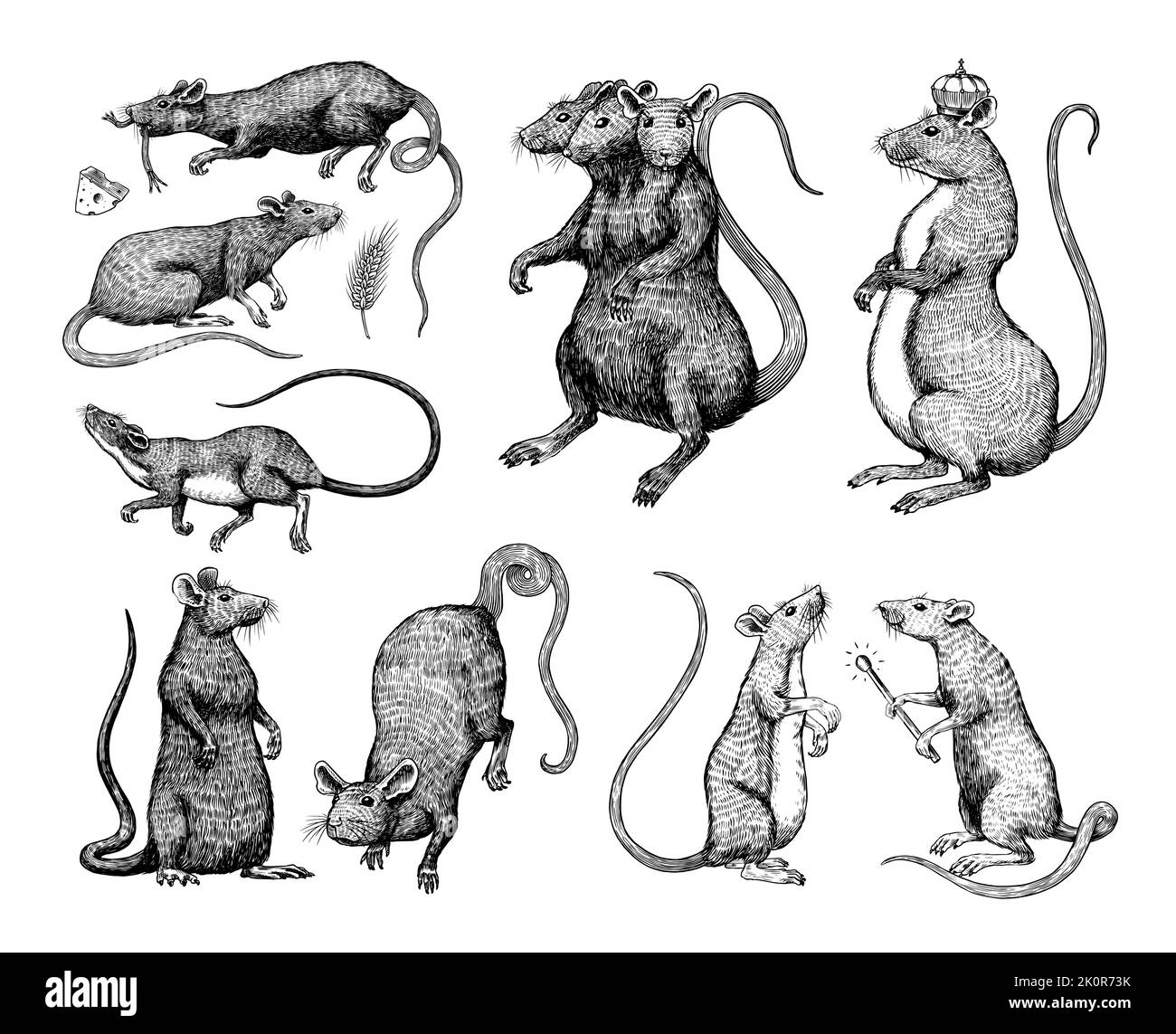 Rattenkönig oder Maus. Grafik: Wildes Tier. Handgezeichnete Vintage-Skizze. Gravierte Grunge-Elemente. Stock Vektor