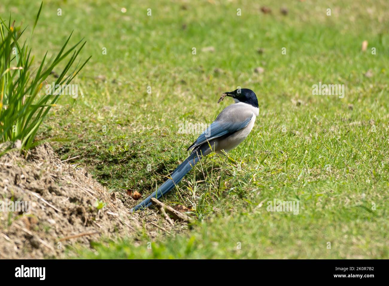 Nahaufnahme einer sitzenden, schönen azurblauen Flügelelster im Frühling an einem sonnigen Tag Stockfoto