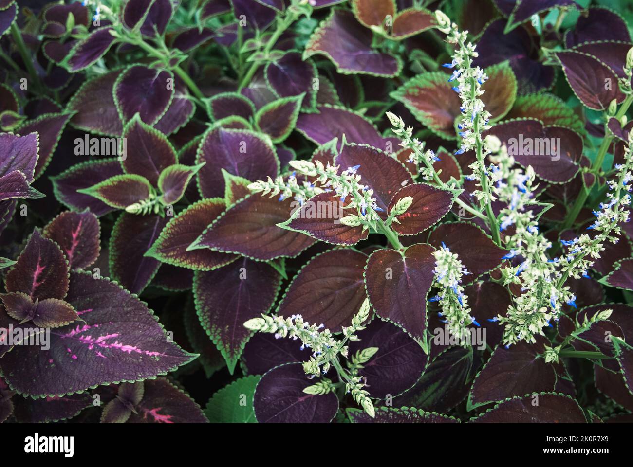 Plectranthus scutellarioides, Coleus-Pflanze, die im Garten blüht Stockfoto