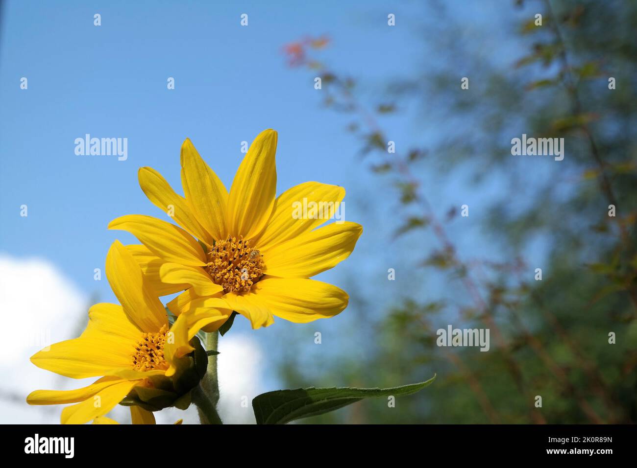 Zwei Sonnenblumen mit einem klaren blauen Himmel. Nahaufnahme einiger gelber Blumenköpfe, der Sorte Sunny Smile. Ein natürliches Foto, aufgenommen im Spätsommer. Stockfoto